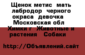 Щенок метис (мать-лабродор) черного окраса, девочка. - Московская обл., Химки г. Животные и растения » Собаки   